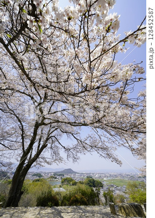 満開の桜と青い空 明日香村甘樫丘 満開の桜と青い空 明日香村甘樫丘 128452587