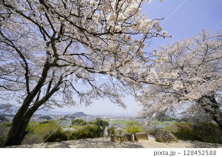 満開の桜と青い空　明日香村甘樫丘 128452588