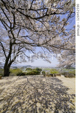 満開の桜と青い空　明日香村甘樫丘 128452590