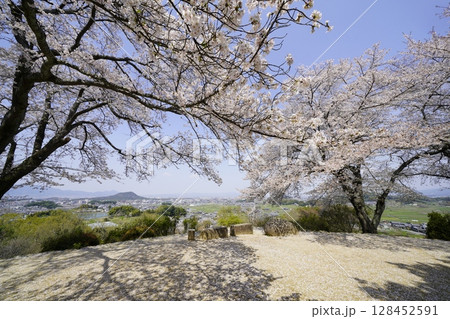 満開の桜と青い空　明日香村甘樫丘 128452591