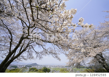 満開の桜と青い空　明日香村甘樫丘 128452593
