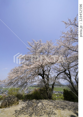 満開の桜と青い空　明日香村甘樫丘 128452596
