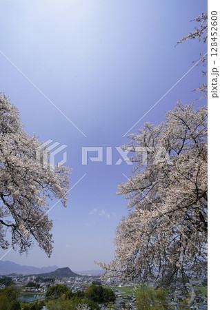 満開の桜と青い空　明日香村甘樫丘 128452600