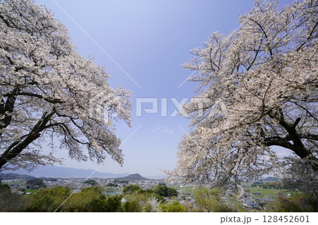 満開の桜と青い空　明日香村甘樫丘 128452601