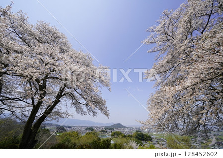 満開の桜と青い空　明日香村甘樫丘 128452602