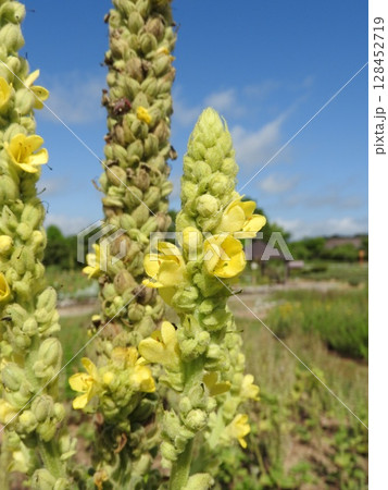 葉や花には薬効があるとされる「マーレイン」の花 128452719