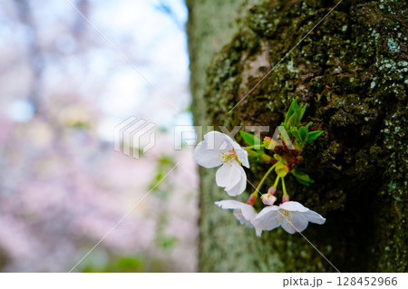 幹から直に咲く桜の花 幹から直に咲く桜の花 128452966