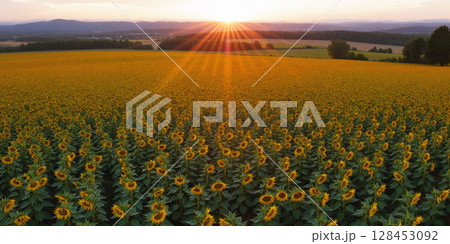 夕暮れのひまわり畑の風景　AI生成画像 128453092
