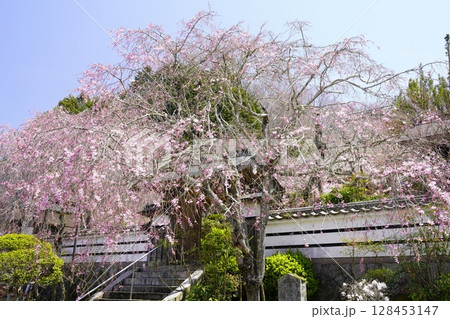 満開の枝垂桜と青い空　天理　西念寺　 128453147