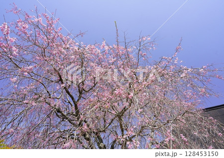 満開の枝垂桜と青い空 天理 西念寺 満開の枝垂桜と青い空 天理 西念寺 128453150