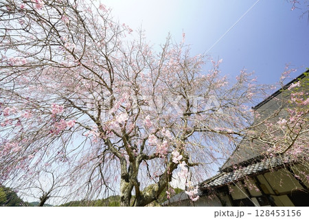 満開の枝垂桜と青い空 天理 西念寺 満開の枝垂桜と青い空 天理 西念寺 128453156