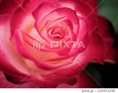 5月に咲いた赤くて美しいバラの花「ジュビレ･デュ･プリンス･ドゥ･モナコ」 128453296