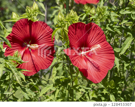 鮮やかなタイタンビカスブライトレッドの花 128453307