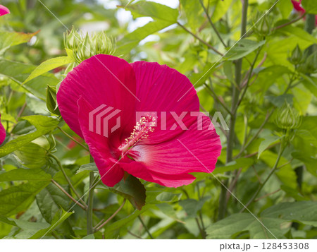 鮮やかなタイタンビカスブライトレッドの花 128453308