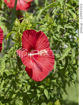 鮮やかなタイタンビカスブライトレッドの花 128453312