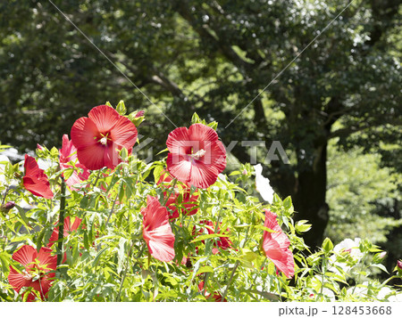 鮮やかなタイタンビカスブライトレッドの花 128453668