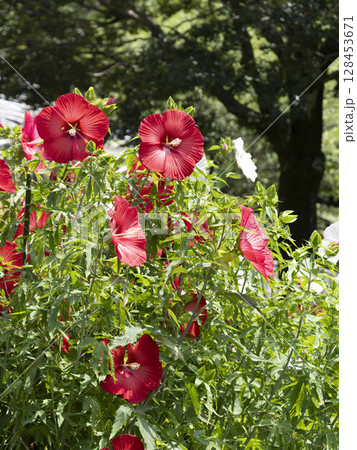 鮮やかなタイタンビカスブライトレッドの花 128453671