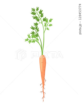 Carrot life cycle element. Carrot with leaves on top and orange root. Fresh cartoon, young carrot. Healthy vegetable food. Vector illustration on white isolated background 128453774