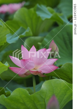 葉に囲まれた蓮の花 葉に囲まれた蓮の花 128453965