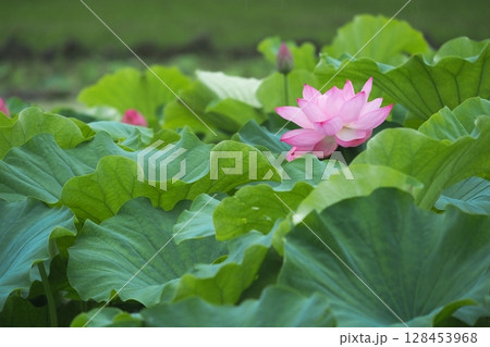 初夏に咲いた蓮 初夏に咲いた蓮 128453968
