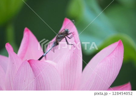 蓮の花にとまるトンボ 128454052