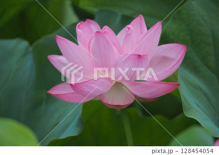 美しい蓮の花 美しい蓮の花 128454054