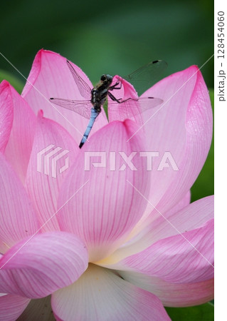 蓮の花にとまるトンボ 128454060