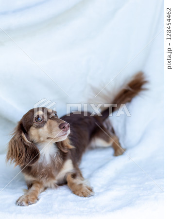 カニンヘンダックスフンド 成犬　チョコイエロー 128454462