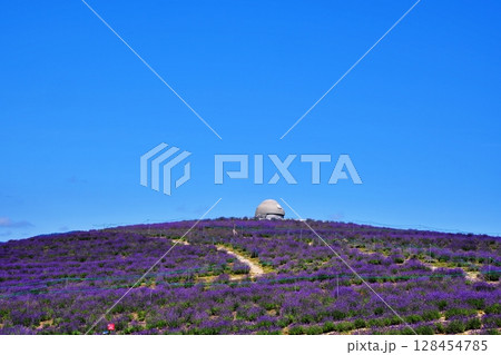 ラベンダーの丘の風景 ラベンダーの丘の風景 128454785