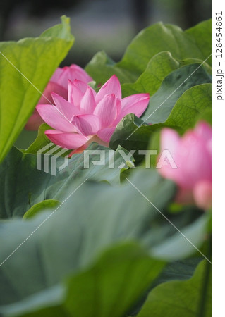 開花した蓮の花 128454861