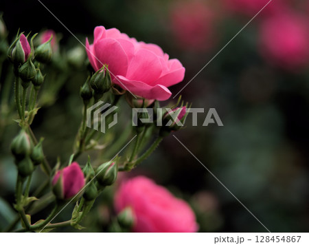 5月に咲いた赤くて美しいバラの花「アンジェラ」 5月に咲いた赤くて美しいバラの花「アンジェラ」 128454867