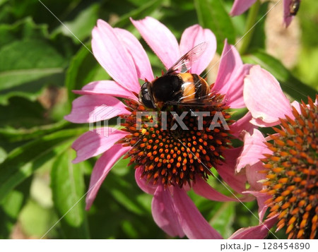 エキナセアの花に来た「オオハナアブ」 エキナセアの花に来た「オオハナアブ」 128454890