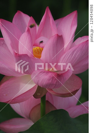 蓮の花 蓮の花 128454898