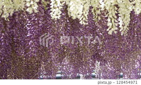 美しい藤棚 美しい藤棚 128454971