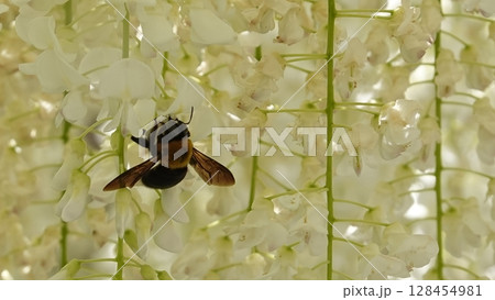 美しい藤棚とクマバチ 128454981