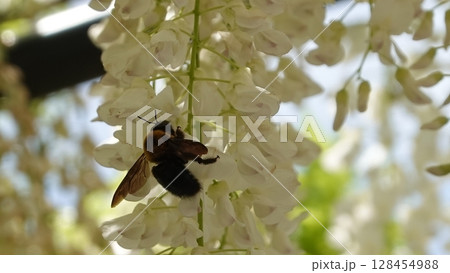 美しい藤棚とクマバチ 美しい藤棚とクマバチ 128454988