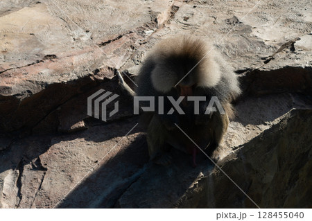 Baboon Monkey Grooming Rocks - A baboon monkey sits on a rock and grooms itself. 128455040
