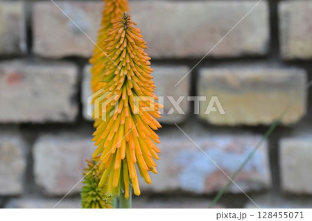 Kniphofia is a genus of perennial flowering plants in the family Asphodelaceae, first described as a genus in 1794. All species of Kniphofia are native to Africa. Common names include tritoma, red hot Kniphofia is a genus of perennial flowering plants in the family Asphodelaceae, first described as a genus in 1794. All species of Kniphofia are native to Africa. Common names include tritoma, red hot 128455071