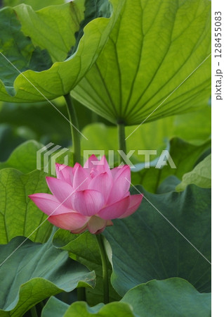 葉の間から顔を出した蓮の花 128455083