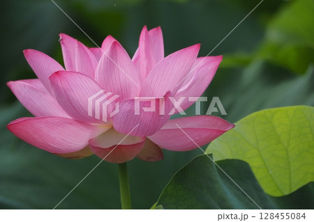 蓮の花 128455084