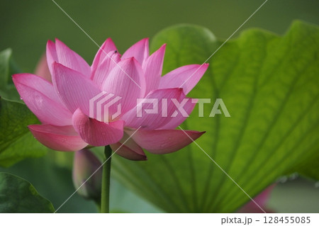 ハスの花 128455085