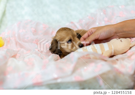 カニンヘンダックスの仔犬　1ヶ月半の仔犬 128455158