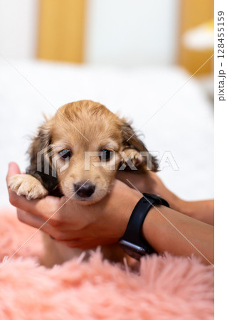 カニンヘンダックスの仔犬　1ヶ月半の仔犬 128455159