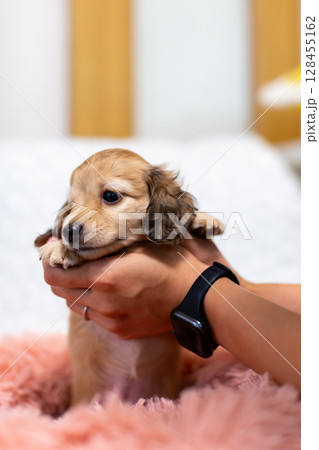 カニンヘンダックスの仔犬　1ヶ月半の仔犬 128455162