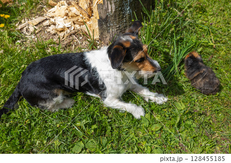 Dog playing with guinea pig in green grass. Dog playing with guinea pig in green grass. 128455185