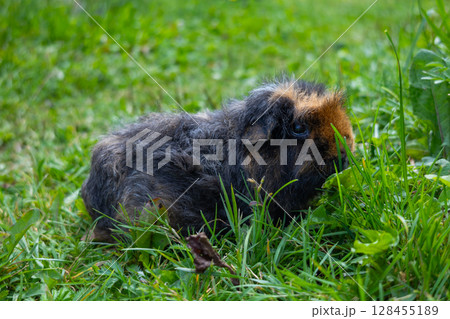 guinea pig walks in the fresh air and eating green grass 128455189
