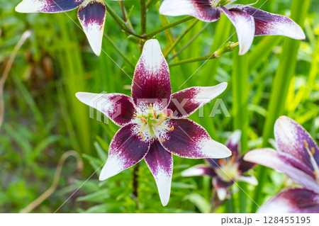 Red and Yellow Lily Flower Garden. Red and Yellow Lily Flower Garden. 128455195