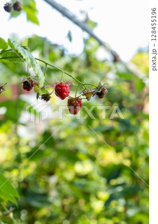 Ripe berries of red raspberries on a bush Ripe berries of red raspberries on a bush 128455196