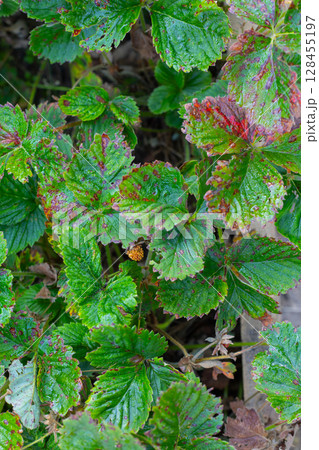 green strawberry leaves with water drops 128455197