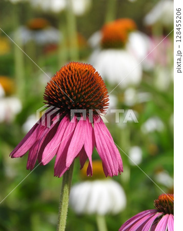 夏に咲く丈夫な「エキナセア」の花 128455206